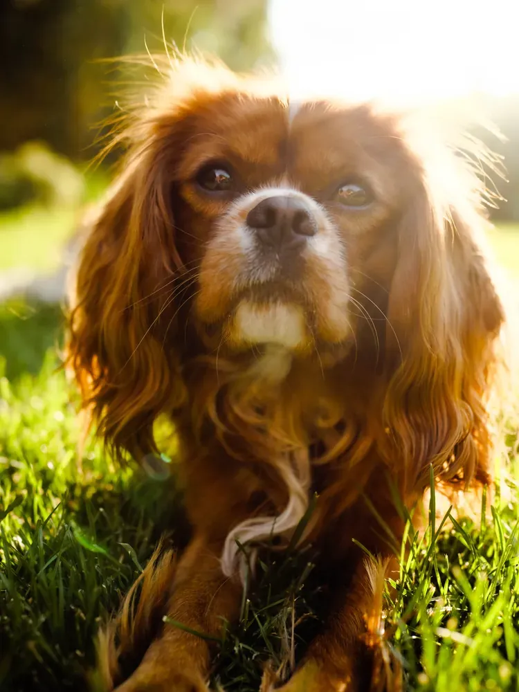 A Cavalier King Charles spaniel lying in sunlit grass, looking up.