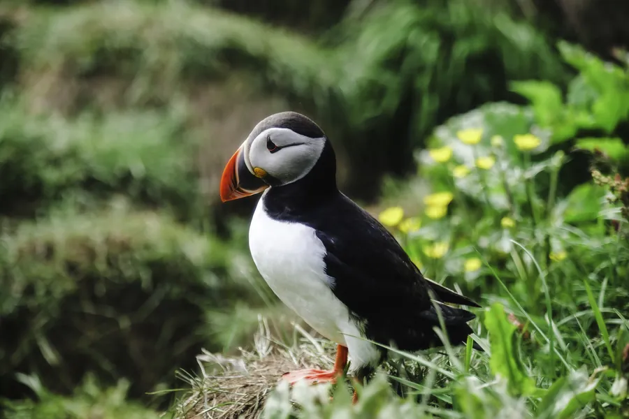 Two Atlantic puffins in long grass on an Icelandic cliff top.