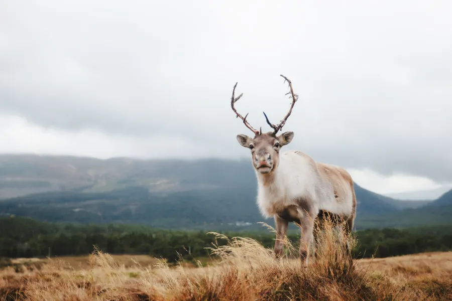 A reindeer standing in golden grass on a Scottish hillside.